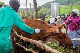 1.45 lakh cows and buffaloes to be vaccinated against Foot-and-Mouth disease in Virudhunagar district